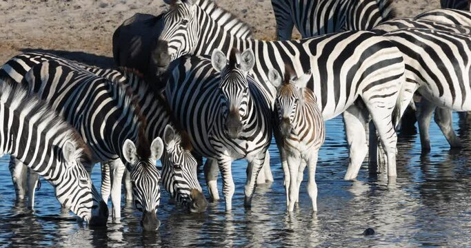 Close-up. Burchell's zebras with young foal drinking at a drying up river.  Drought, Climate Change, Climate Emergency