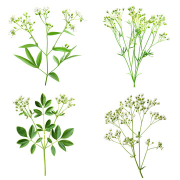 Photo of Dropwort herb, European herbs, isolated on transparent background