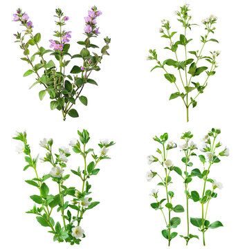Photo of Eyebright herb, European herbs, isolated on transparent background