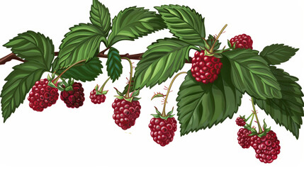 raspberries isolated on white