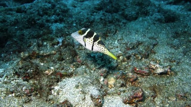 Pufferfish on broken Coral in a tropical Ocean while diving in Indonesia. High quality 4k footage
