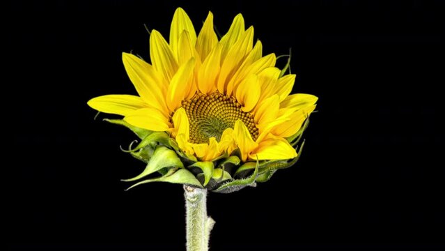 ellow Sunflower Blooming on a Black Background in Timelapse. Agriculture Theme for Oil and Food Production. Macro Time Lapse Opening Sunflower Head