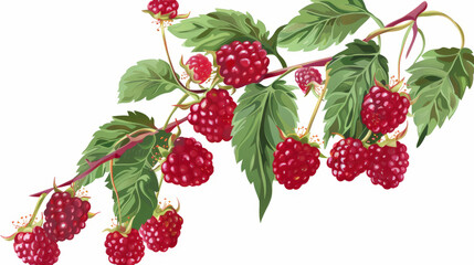 raspberries isolated on white