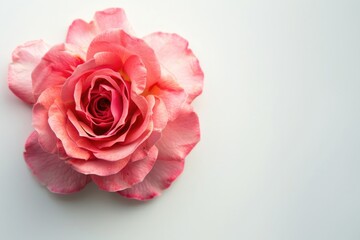 Flower On White Background. Vintage Pink Rose Flower for Valentine's Day Gift