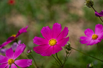 Obraz premium コスモス