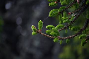 Close-up of young branches of the Picea rubens Sarg. on a dark background. Spring foliage and seed cones of an evergreen red spruce tree in the park