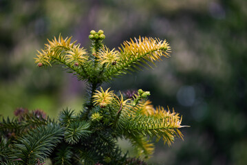 Close-up of young branches of the Cunninghamia lanceolata (Lamb.) Hook on a natural background. Spring foliage and seed cones of an evergreen Chinese Fir tree in the park