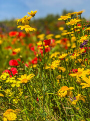 Fototapeta premium Red poppies and yellow daisies in a field of flowers in spring.