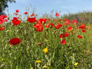 Red poppies and yellow daisies in a field of flowers in spring.