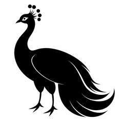 Peacock silhouette on white background