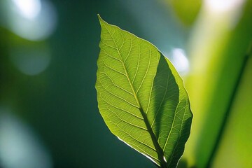 green leaf background
