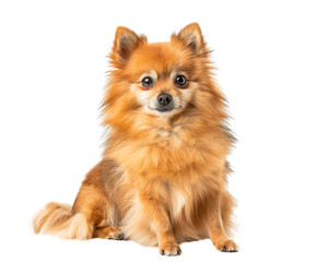 Fototapeta premium Cute pomeranian dog sitting on a white background, looking up at the camera with a happy expression on its face.