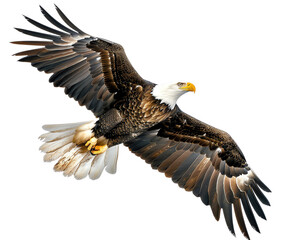 Obraz premium Soar through the sky with the majestic bald eagle, a symbol of freedom and strength.