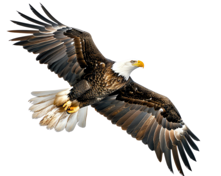Soar through the sky with the majestic bald eagle, a symbol of freedom and strength.