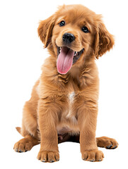 This cute golden retriever puppy is looking for a loving home. He is a sweet and playful pup who loves to cuddle. He would make an excellent addition to any family.
