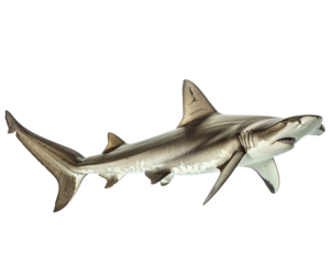 The image shows a shark with a dark gray body, a white belly, and a long, pointed snout. The shark is swimming in a blue ocean with white waves crashing in the background.