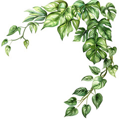 The lush green leaves of a tropical plant, with raindrops glistening on their surface, make for a beautiful and refreshing image., white isolate background , png file .