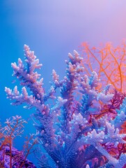 sea ​​and ocean corals.