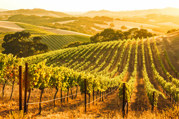 Fototapeta premium A picturesque vineyard at sunset, with rows of grapevines bathed in golden light and rolling hills in the background.