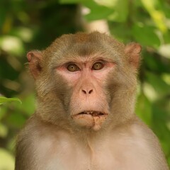 Total Badazz Alpha Rhesus Macaques Monkey with a Don't Mess with Me Gaze