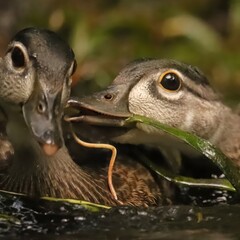 Fototapeta premium Darling Wood Duck Duckling Silver Springs State Park Ocala Marion County Florida