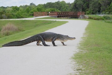 American Alligator Crossing the Path Sweetwater Wetlands Park Gainesville Florida Alachua County