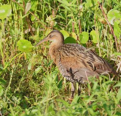 Juvenile Rail Sweetwater Wetlands 