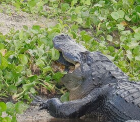 American Alligator with a Turtle i its Powerful Jaws 