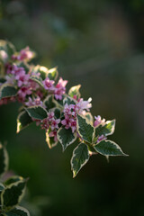 pink flowers in the garden