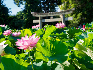 伊賀八幡宮のハスと鳥居