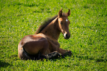 konik © Christoph-fotografia