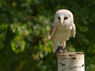 A portrait of a Snowy Owl. The Barn Owl (Tyto a