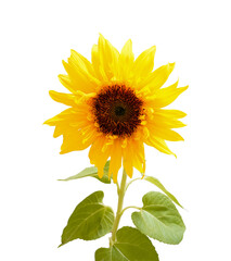 正面を向いたひまわり