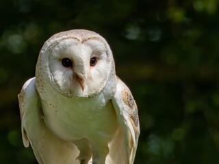 A portrait of a Snowy Owl. The Barn Owl (Tyto a