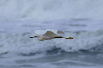 Um voo rasante de uma linda garça-branca-pequena em frente as ondas do mar na praia de Cordeirinho - Maricá - RJ