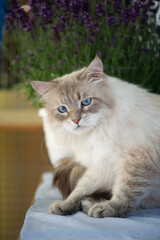 Neugieriger Blick einer Neva Masquerade Katze