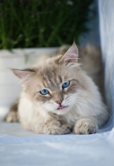 Portr&auml;t einer liegenden Neva Masquerade Katze