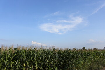 corn field and blue sky