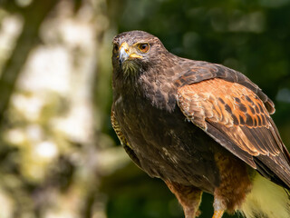 Close up of a Parabuteo unicinctus Harris's Hawk. Golden Eagle - Aquila chrysaetos, flying over grassy area