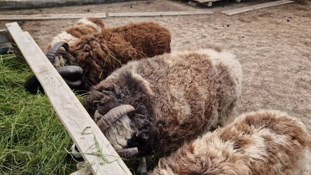 Jacob sheep eat grass on farm, top view close-up