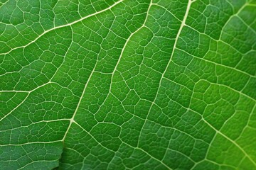 Obraz premium green leaf texture