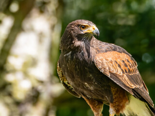 Close up of a Parabuteo unicinctus Harris's Hawk. Golden Eagle - Aquila chrysaetos, flying over grassy area