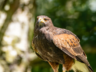 Close up of a Parabuteo unicinctus Harris's Hawk. Golden Eagle - Aquila chrysaetos, flying over grassy area