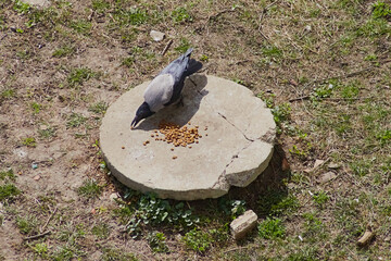 Crow eating cat food, crow stealing food for cats