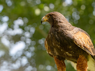 Close up of a Parabuteo unicinctus Harris's Hawk. Golden Eagle - Aquila chrysaetos, flying over grassy area