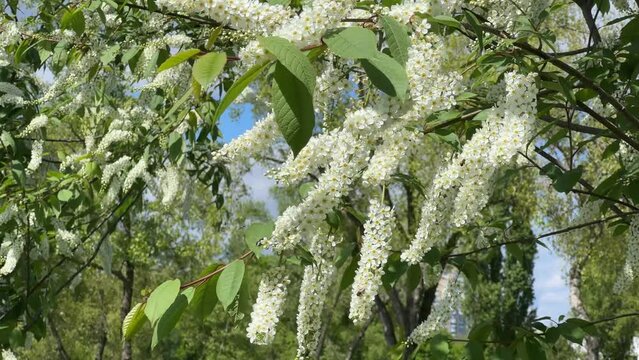 Branches of bird cherry with racemose inflorescences in sunny day