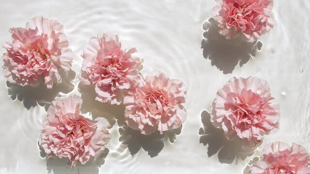 Pink carnation flowers on water surface with drops. Pure water with reflections sunlight and shadows. Slow motion of waves water. Design, cosmetics advertising, products. High quality 4k footage