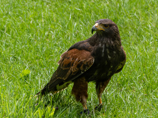 Close up of a Parabuteo unicinctus Harris's Hawk. Golden Eagle - Aquila chrysaetos, flying over grassy area