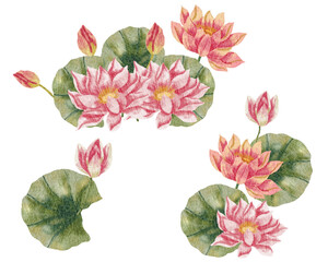 Pink Water Lily Watercolor Flower