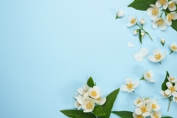 Fototapeta premium Spring floral arrangement of jasmine flowers on a blue background with copy space. Top view, flat lay. 